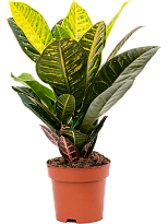Colorful Croton (Codiaeum) variegatum 'Petra' Indoor House Plants W25 ...