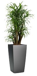 Dracaena Reflexa Anita in LECHUZA CUBICO Self-watering Planter, Total Height 140 cm