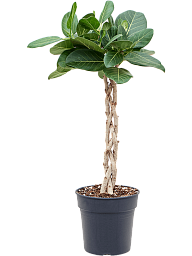 Lush Banyan Fig Ficus benghalensis 'Audrey' Indoor House Plants