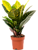 Colorful Croton (Codiaeum) variegatum 'Petra' Indoor House Plants