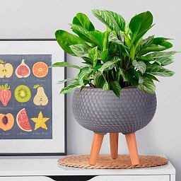 IDEALIST Lite Honeycomb Style Bowl Planter on Legs, Round Pot Plant Stand Indoor