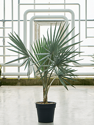 Lush Bismark Palm Bismarckia nobilis (300-400) Tall Indoor House Plants Trees