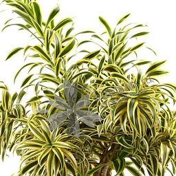 Dracaena Reflexa Song of India in LECHUZA RONDO Self-watering Planter, Total Height 160 cm