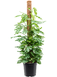Shade-loving Monkey Leaf Monstera adansonii Indoor House Plants