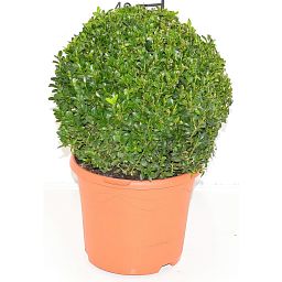 Photogenic Boxwood Buxus ball, Box ball (Buxus sempervirens)