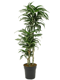 Easy-Care Corn Plant Dracaena fragans 'Jade Jewel' Corn Plant Tall Indoor House Plants Trees