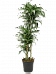 Easy-Care Corn Plant Dracaena fragans 'Jade Jewel' Corn Plant Tall Indoor House Plants Trees