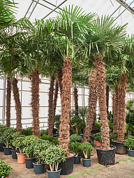 Windmill Palm Tree Trachycarpus fortunei (300-350)