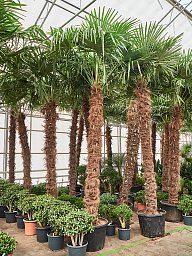 Windmill Palm Tree Trachycarpus fortunei (300-350)