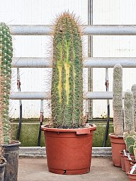 Pasacana Cactus Trichocereus pasacana 'variegata' Indoor House Plants