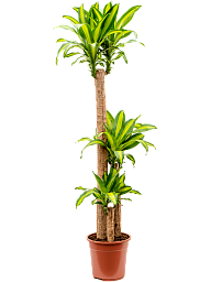 Colorful Corn Plant Dracaena fragrans 'Massangeana' Tall Indoor House Plants Trees