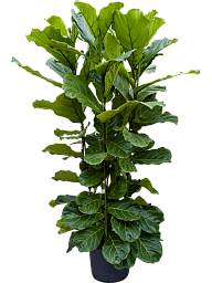 Lush Fiddle Leaf Fig Ficus lyrata Indoor House Plants