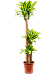 Colorful Corn Plant Dracaena fragrans 'Massangeana' Tall Indoor House Plants Trees