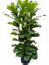 Lush Fiddle Leaf Fig Ficus lyrata Indoor House Plants