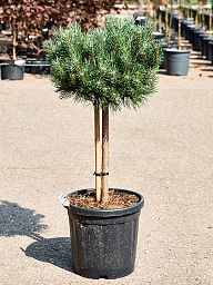 Showy Scots Pine Pinus sylvestris 'Watereri' (180-200) Outdoor Plants
