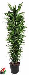 Colorful Corn Plant Dracaena fragrans 'Cintho' Indoor House Plants