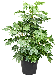Lush Japanese Aralia Fatsia japonica Indoor House Plants