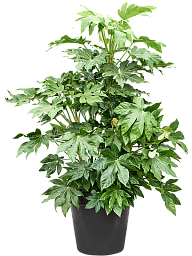Lush Japanese Aralia Fatsia japonica Indoor House Plants