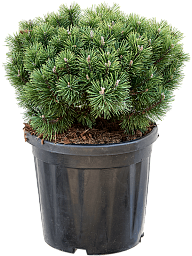Lush Pinus mugo 'Mops'