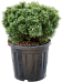 Lush Pinus mugo 'Mops'