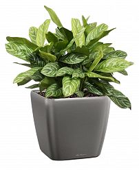 Aglaonema Stripes in LECHUZA QUADRO LS Self-watering Planter, Total Height 60 cm