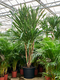 Dracaena gymea (500-550)