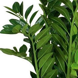 ZAMIOCULCAS Artificial Flower Plant