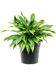 Lush Heart-Leaf Philodendron 'Little Phil' Indoor House Plants