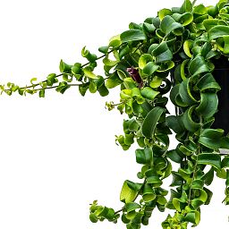 Cheerful Lipstick Plant Aeschynanthus 'Rasta' Indoor House Plants