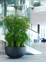 Round Fiberstone City Bowl Planter by Idealist Premium