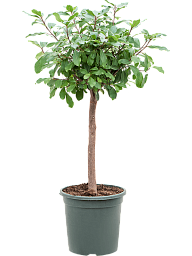 Lush Rubber Plant Ficus reflexa Indoor House Plants