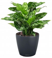 Aglaonema Maria in LECHUZA CLASSICO Color Self-watering Planter, Total Height 35 cm