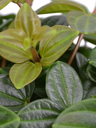 Easy-Care Dark Green Beetle Plant Peperomia angulata 'Rocca Scuro' Indoor House Plants