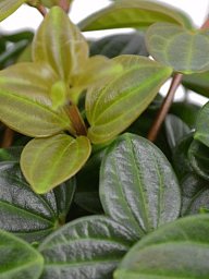 Easy-Care Dark Green Beetle Plant Peperomia angulata 'Rocca Scuro' Indoor House Plants