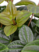 Easy-Care Dark Green Beetle Plant Peperomia angulata 'Rocca Scuro' Indoor House Plants