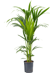 Lush Sentry Palm Kentia (Howea) forsteriana Indoor House Plants