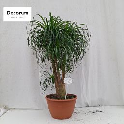 Beaucarnea