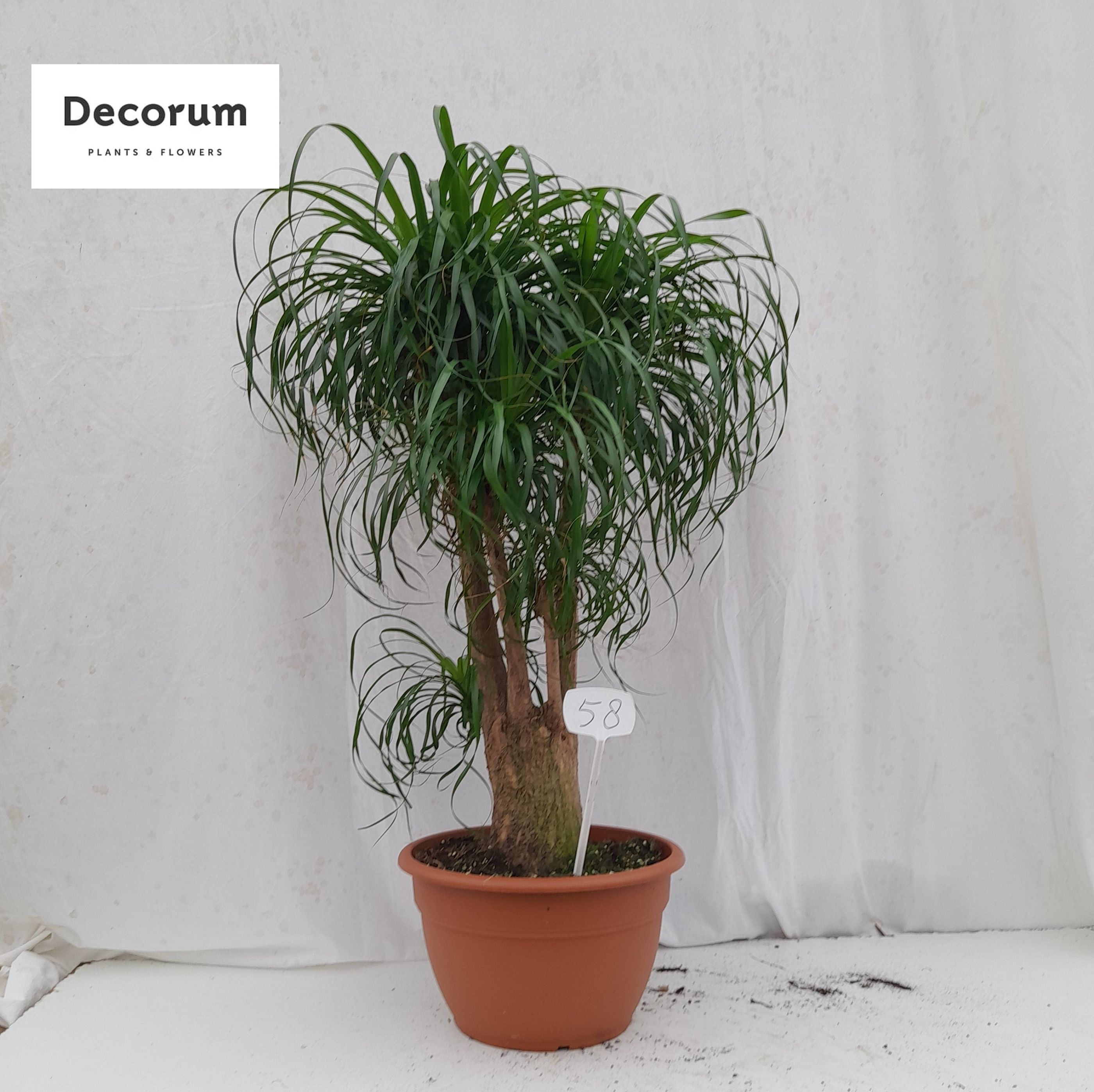 Beaucarnea