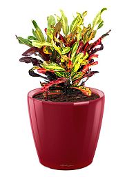 Codiaeum Mammy in LECHUZA CLASSICO LS Self-watering Planter, Total Height 45 cm