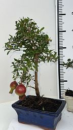 Punica granatum