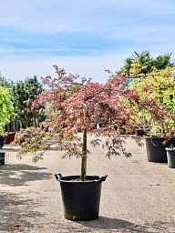 Lush Japanese Maple Acer palmatum 'Tamukeyama' (140-160) Outdoor Plants