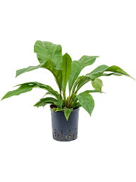 Lush Flamingo Flower Anthurium elipticum 'Jungle Bush' Indoor House Plants