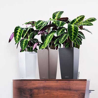LECHUZA CUBICO Color Square Tall Poly Resin Self-watering Planter