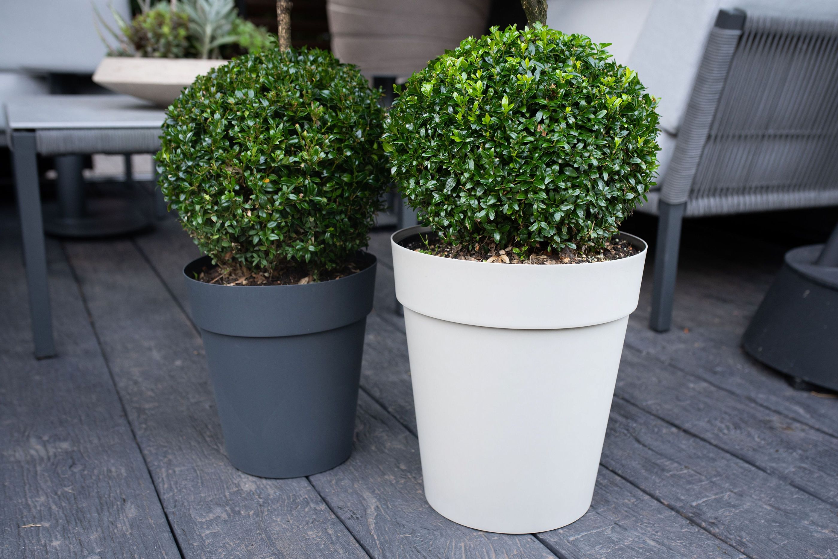 Buxus sempervirens Bol 60