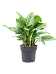 Shade-loving Chinese Evergreen Aglaonema 'Stripes' Indoor House Plants