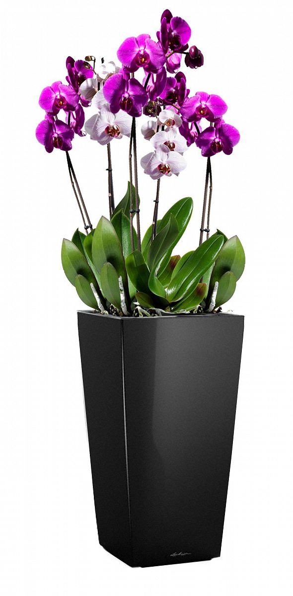 Blooming Lilac Orchid in LECHUZA CUBICO Self-watering Planter, Total Height 80 cm