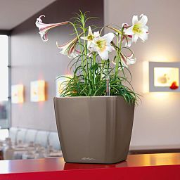 LECHUZA Quadro LS Square Poly Resin Self-watering Planter