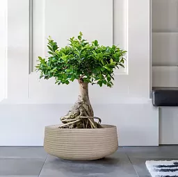 IDEALIST Lite Large Ribbed Light Concrete Bowl Planter