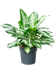 Aglaonema 'Pattaya beauty'