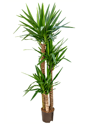 Insta-friendly Spineless Yucca elephantipes Tall Indoor House Plants Trees